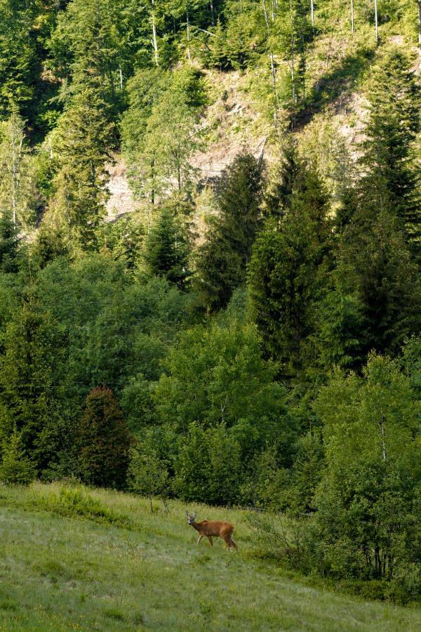 Медовий двір Nizhnyaya Rozhanka Экстерьер фото